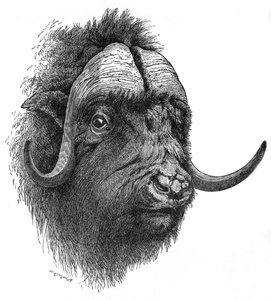 Musk-Ox, c1900