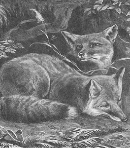 A róka otthon, c1900 alkotó: Helena J. Maguire