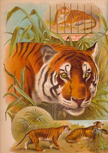 A tigris, c1900 alkotó: Helena J. Maguire