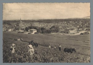 AY – Fekete szőlő szedés (cím a tárgyon) alkotó: Helio Cachan