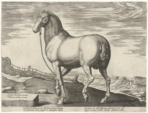Ló Korzikáról Corsvs (cím az objektumon) Lófajták az osztrák Don Juan királyi istállójából (sorozat címe) Equile Ioannis Austriaci Caroli (sorozat címe) alkotó: Hendrick Goltzius (possibly)
