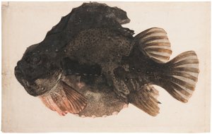 Hím kölönte tanulmány alkotó: Hendrick Goltzius