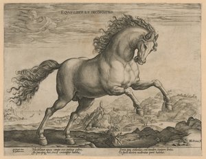 vad ló Eqvvs liber et incompǒsitvs (cím az objektumon) Lófajták az osztrák Don Juan királyi istállójából (sorozat címe) alkotó: Hendrick Goltzius