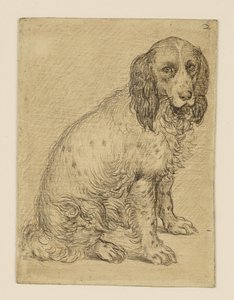 Ülő drentse patrijshond alkotó: Hendrick Goltzius