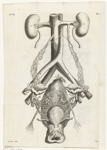 A női nemi szervek és a vesék anatómiai képe Könyvillusztráció: Reinier de Graaf, Összes alkotás, Amszterdam, 1686