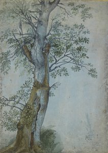 Tanulmány egy fáról, 1597-99 (toll sötétbarna tintával, ecset wc-vel és testszín, kék papíron fehérrel kiemelve) alkotó: Hendrik Goltzius