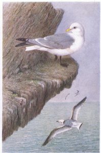 Kittiwake, Képeslapok, 1930-as évek