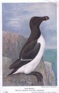 Razorbill, Képeslapok, 1930-as évek alkotó: Hendrik Gronvold