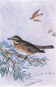 Redwing, Képeslapok, 1930-as évek