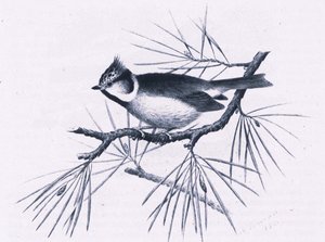 Scottish Crested Tits, Nature in Britain, Collins, 1946