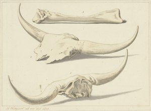 Az 1809-es árvíz idején talált ősbölény fosszilis csontjai