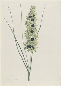 afrikaanse írisz (Ixia maculata verdi)