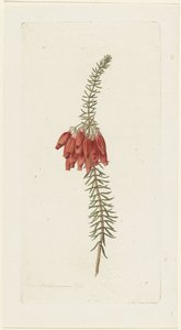 Virágok (Erica Mammosa)