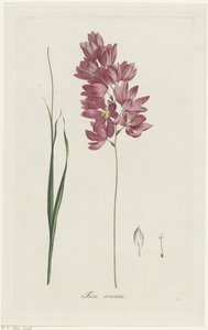 Ixia patens nagyapát Ixia aristata (cím a tárgyon)