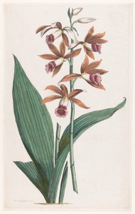 Moerasorchidee Limodorum Tankervilliae (cím a tárgyon)