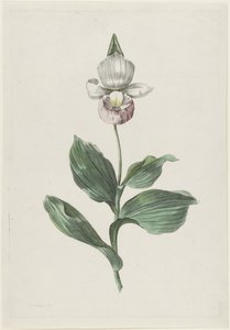 Orchidea női papucs (Cypripedium reginae Walter)