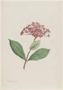 Pávacseresznye (Ixora coccinea)