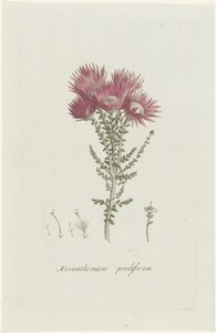 Phaenocoma prolifera Xeranthemum proliferum (cím a tárgyon)