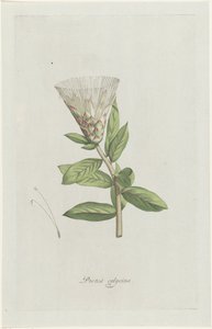 Protea Protea calycina (cím a tárgyon)