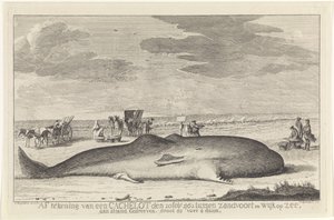 elmosott sperma bálna Kijelentkezés egy gyorsítótárból 1762. február 20-án Zandvoort és Wyk op Zee között, egy tengerparton vezetve, nagy, 61 láb 6 duum. (cím a tárgyon)