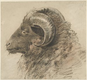 Egy kos feje, balra nézve, oldalnézet alkotó: Hendrik Stokvisch