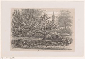 Fa lerobbant a Koekampnál, az 1860. május 28-i vihar után Koekamp (cím az objektumon) Tíz litografált vázlatot tartalmazó album, amely a pusztulás Tooneelenjét ábrázolja, akit felkavart az 1860. május 28-i vihar a Gravenhaagsche Boschban, Sche alkotó: Hendrik Wilhelmus Last