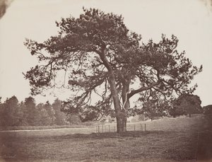 Hamilton Palace Park (Parasol Pine), 1858 körül (fotó) alkotó: Henri Charles de Rostaing