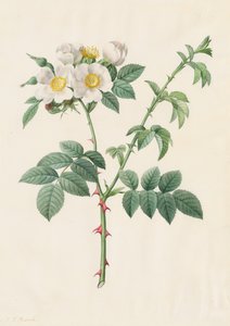 Brier Bush Rose vagy Dog Rose Rosa Leucantha, 1817-1824. alkotó: Pierre Joseph Redouté
