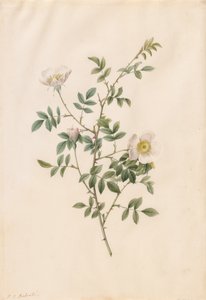 Brier Bush Rose vagy Dog Rose Rosa Sepium Rosea, 1817-1824. alkotó: Pierre Joseph Redouté