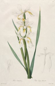 Aranyszalagos írisz, 1812. alkotó: Pierre Joseph Redouté
