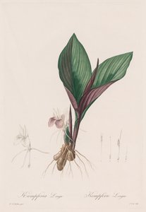 Les Liliacées: Kaempferia longa, 1802-1816. alkotó: Pierre Joseph Redouté