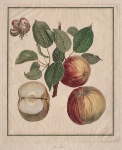 Alma levéllel és gyümölcsvirággal, 1768.