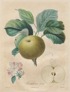 Értekezés a gyümölcsfákról: Summer Rambour, 1808-1835.