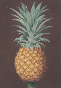 A sima levelű zöld antigua fenyő, 1807. alkotó: Henri Merke