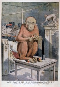 Tinan, az orangután, 1896 alkotó: Henri Meyer