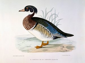 Caroline Plate kékeszöld kacsa ábrázolása, H. Blanchere alkotó: Henri de la Blanchere