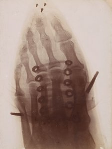 A láb a cipőn keresztül, 1896. alkotó: Henri van Heurck