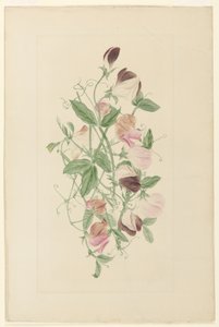 Édes borsó alkotó: Henrietta Benson Homer