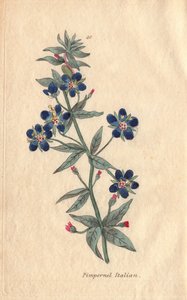 Olasz pimpernel, Anagallis monellis, virág alkotó: Henrietta Moriarty