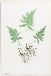 Nagy-Britannia és Írország páfrányai: Polypodium Phegopteris alkotó: Henry Bradbury