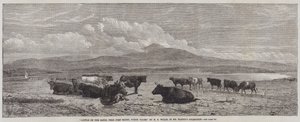 Szarvasmarha a homokon, Port Madoc közelében, Észak-Walesben