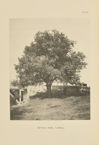 Nettle Tree, Lowell