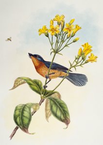 Szélescsőrű légykapó (Myiagra ruficollis), a Birds of Asia csoportból