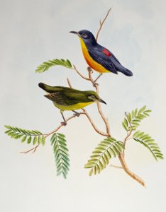 Narancshasú virágkopáncs (Dicaeum trigonostigma), a Birds of Asia