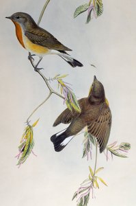 Vörösmellű légykapó (Ficedula parva), a Birds of Great Britain