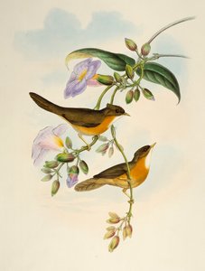 Fekete-hasú dongó (Dumetia hyperythra), litográfia a Birds of Asia című kiadványból