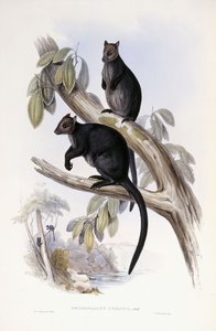 Kenguru fa