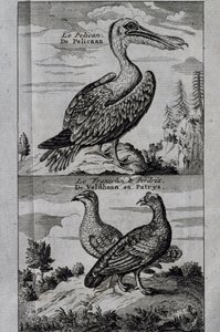 Pelikán, mogyorófajd és Partridge, metszet a Hudson-öbölbe tett Voyage-ból alkotó: Henry Ellis