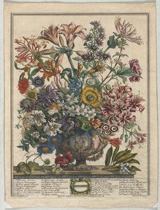 A virágok tizenkét hónapja: 1730. október.