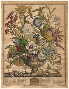 A virágok tizenkét hónapja: 1730. szeptember.